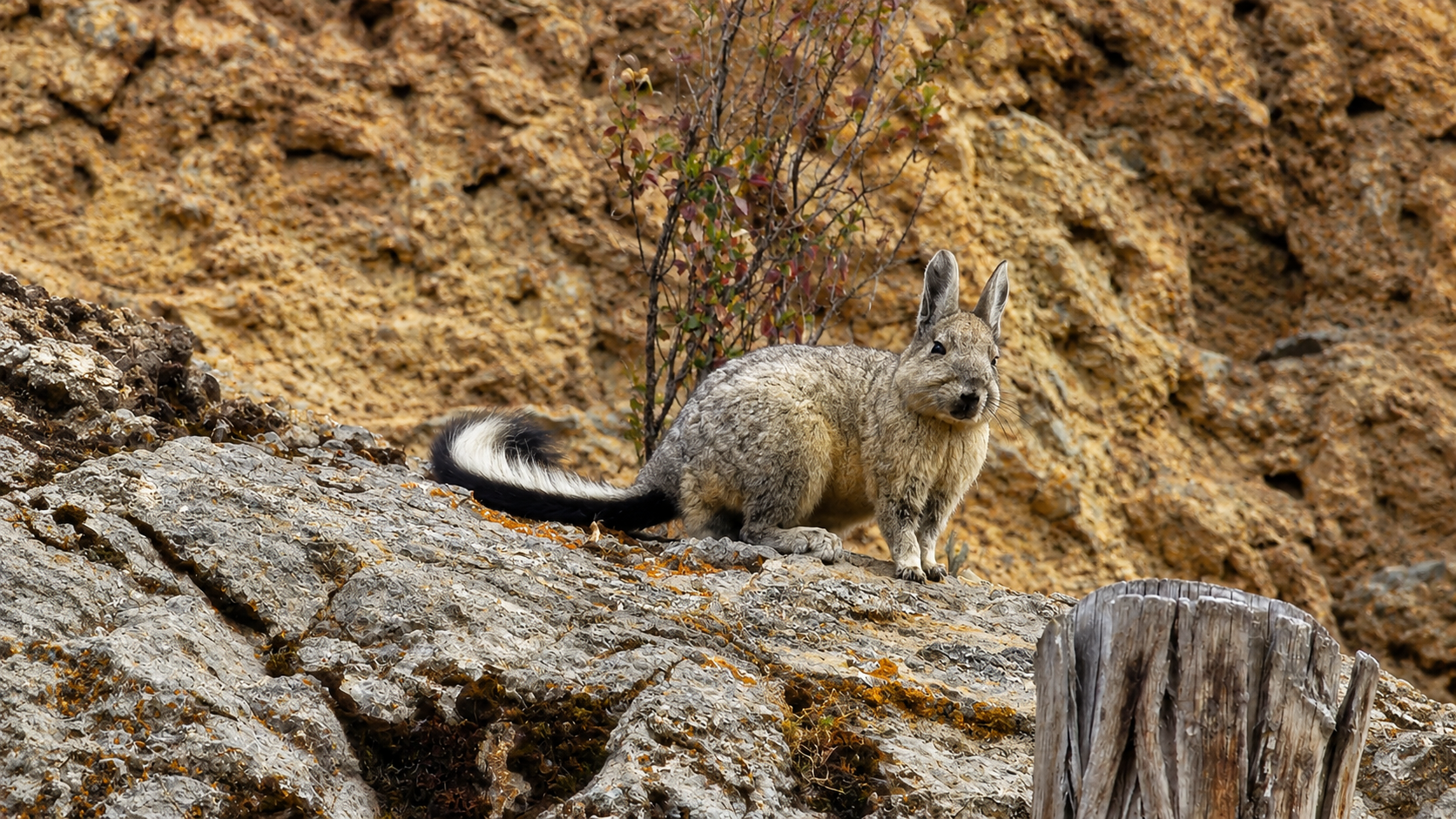 ChatGPT-Image-13-may-2026-06_32_30-p.m.png