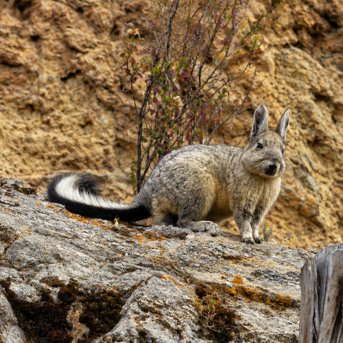ChatGPT-Image-13-may-2026-06_32_30-p.m.png